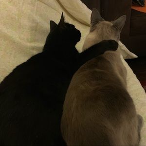 Meet your Posher, Tess